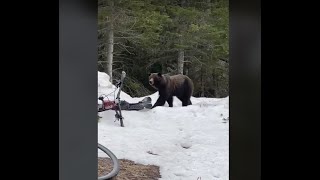 VIDEO A grizzly bear ambles past cyclists in Glacier National Park [upl. by Aiderfla]