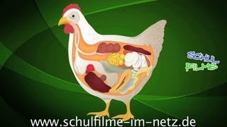 Das Huhn  Schulfilm Biologie [upl. by Wasson587]