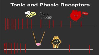 Physiology Tonic and Phasic Receptors Made Easy [upl. by Enerahs]