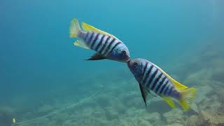 Metriaclima zebra quotChiwi Rockquot males fighting in Lake Malawi [upl. by Alyhc]