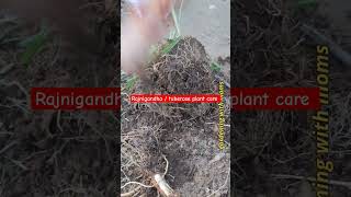 rajnigandha  tuberose plant care tuberose rajnigandha shorts yputubeshorts gardeningideas [upl. by Qahsi]