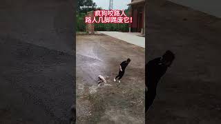 A mad dog bites a passerby who kicks it to death Animals Animals confusing behavior Dogs Dogs [upl. by Neellek]