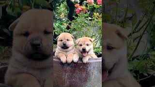 Cute pups is childhood friends shots dog puppy cute animals petlove pets [upl. by Yddet137]