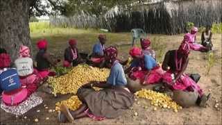 Oshituthi shomagongo marula fruit festival [upl. by Ethban]