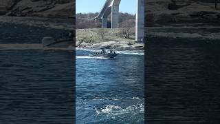 Saltstraumen Norway Nordlandsnature rock fjordnorway saltstraumenspringtimespringonshorts [upl. by Arihsa710]