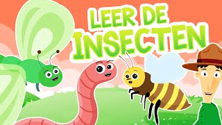 Insecten in het Nederlands  Leerzame tekenfilm over insectensoorten [upl. by Avehsile]