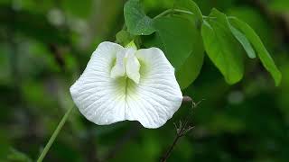 Shangu pushpam  White Aparajita  Butterfly pea flower  royalty free stock footage [upl. by Tatiania]