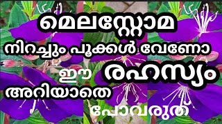 മെലാസ്റ്റോമHow to Replant and Care Melastoma Propagation and Grow MelastomaFlowering TipsArusMom [upl. by Neraj]