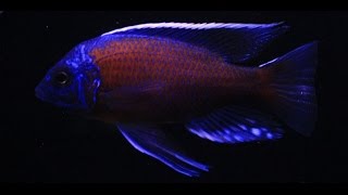 Copadichromis Borleyi Kadango Courtship and Spawn 1080 HD [upl. by Zanze]