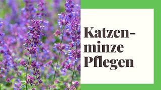 Katzenminze Tipps zur Pflanzung und Pflege [upl. by Earlene]