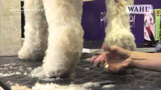 Grooming Guide  Labradoodle  Pro Groomer [upl. by Zed]