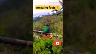 amezing hind fatch viral short birds [upl. by Brandi382]