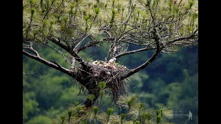 Rufousbellied Eagle เหยี่ยวท้องแดง30052564 [upl. by Egiaf2]