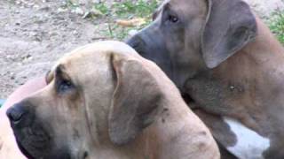 Fila brasileiro  Tor and Sita [upl. by Sula]