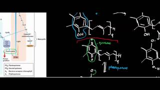 Biochemistry  Plastocyanin Ferredoxin amp Ferredoxin NADP Oxidoreductase Photosynthesis Part 56 [upl. by Ardnosal217]