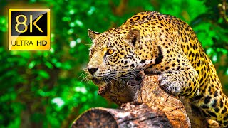 Ultimate Wild Animals Collection in 8K ULTRA HD  8K TV [upl. by Ydrah929]