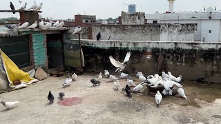 Aaj Kabootar Ko Nahlaya  Sartaj Pigeons [upl. by Bergin]