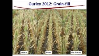 GRDC Grains Research Updates 2013 Northern Region Goondiwindi Steven Simpfendorfer Crown rot [upl. by Kellda556]