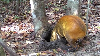 JACUPEMBAS E CUTIA NO BEBEDOURO NATURAL E ARTIFICIAL wildlife forest animal cutia jacu agouti [upl. by Grissom]