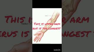 limbs arms biology skeletalsystem astronomy youtubeshorts science skeletal indian neet [upl. by Jeannine]