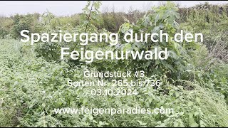 Spaziergang durch den FeigenUrwald im Feigenparadies  Ficus carica  460 Sorten Feigenbäume [upl. by Sesmar]