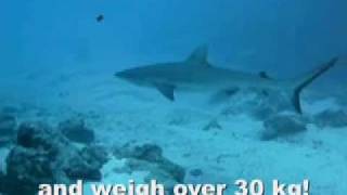 Sharks  Scuba diving in Rarotonga Cook Islands with Reef To See [upl. by Stig]