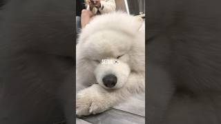 癒し空間サモエドカフェ🐶 韓国 弘大 サモエド samoyed cafe 犬 [upl. by Enelym]