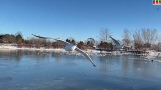 Winter at Bluffers Park [upl. by Aital]