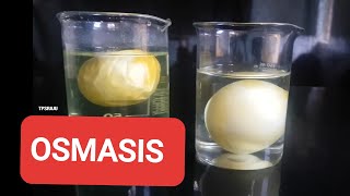 OSMOSIS EXPERIMENT WITH RAW EGGS [upl. by Einaffets]