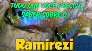 Ramirezi  tudo o que você precisa saber reprodução de ramirezi [upl. by Ilenna]