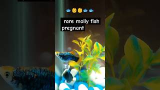 rare molly fish pregnant😱😱🐟shortsviralblackmollyfishmollyfishjaipuryoutubevideosyoutubeshorts [upl. by Nytsua339]