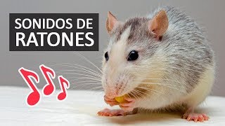 SONIDOS DE RATONES Efectos de Sonido HD [upl. by Anovahs738]