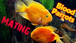 Blood Parrot Cichlid Mating Behavior  Blood Parrot Fish Breeding Behavior  Parrot Fish Breeding [upl. by Gromme408]