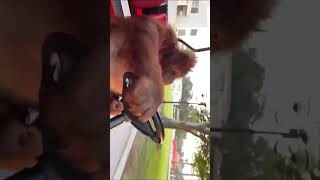 Orangutan driving golf cart Flamingspider613 [upl. by Esilehs]