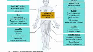 Metabolic Response to TRAUMA [upl. by Arnelle864]