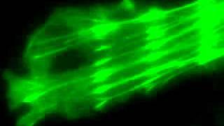 GFP Photoactivation Kinetics  Photonic Instruments [upl. by Ahtnams81]