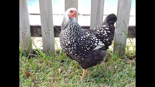 Silver Laced Wyandotte for backyard flocks and pets [upl. by Silvestro]