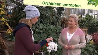 Orchideen umtopfen und Ableger einpflanzen  MDR Garten  MDR [upl. by Ayotl18]