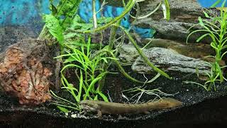 Grey Bichir feeding Please Subscribe 🙏 [upl. by Harat]