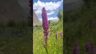 Rare glimpse of Dactylorhiza hatagirea orchid in Lahaul Spiti  a medicinal treasure of the Himalaya [upl. by Petracca]