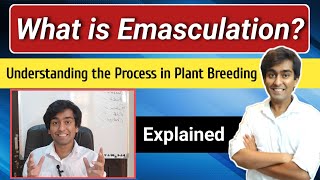 What is Emasculation  Emasculation kya hai  Understanding the Process in Plant Breeding [upl. by Enidaj]