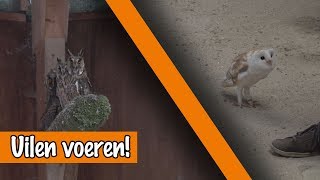 Uilen voeren  DierenpraatTV [upl. by Enitsirc]