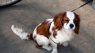 What is a Cavalier King Charles Spaniel [upl. by Dafna85]