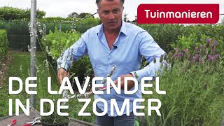 Lavendel snoeien in de zomer hoe doe je dat  Tuinmanieren [upl. by Oberon]