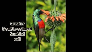 Greater Doublecollared Sunbird call [upl. by Oehsen]