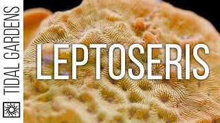 Leptoseris Coral Care Tips [upl. by Sheela340]