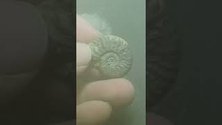 Pyrite Ammonite [upl. by Gwennie179]