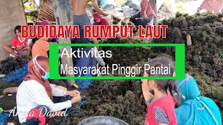 Coastal Community Activities  How to Cultivate Cottoni Seaweed [upl. by Amadis618]