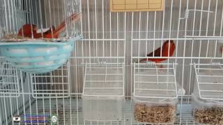 موسم تزاوج طيوري الكناري 2017  Breeding season of my canaries 2017 [upl. by Cleary]