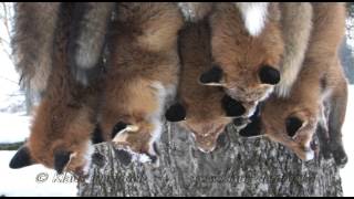 Reizjagd auf Fuchs mit Klaus Demmel  Winterjagd Teil 2 [upl. by Namwob]